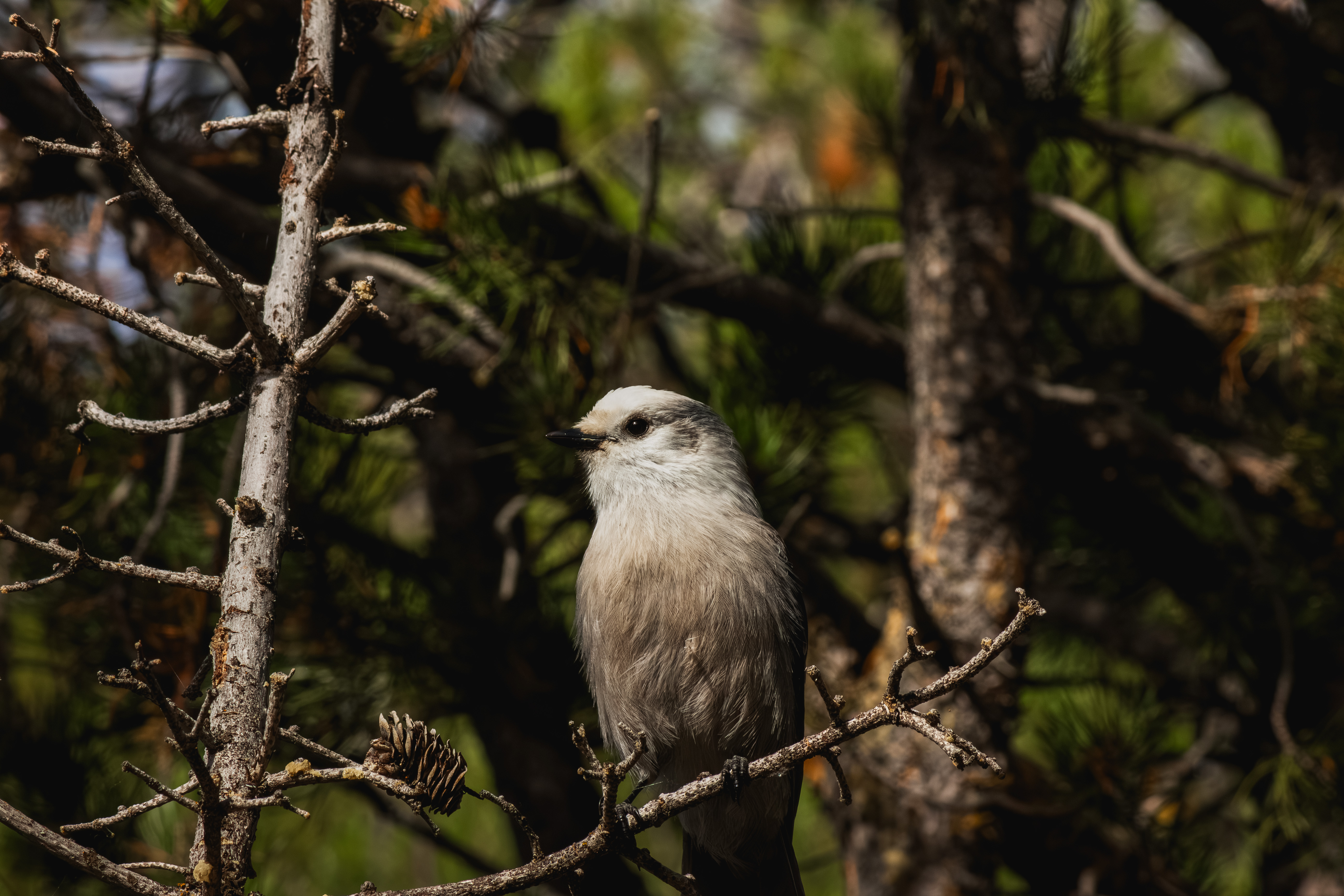 Canada Jay: Identification, Habitat, Range, Diet, Calls & Interesting Facts