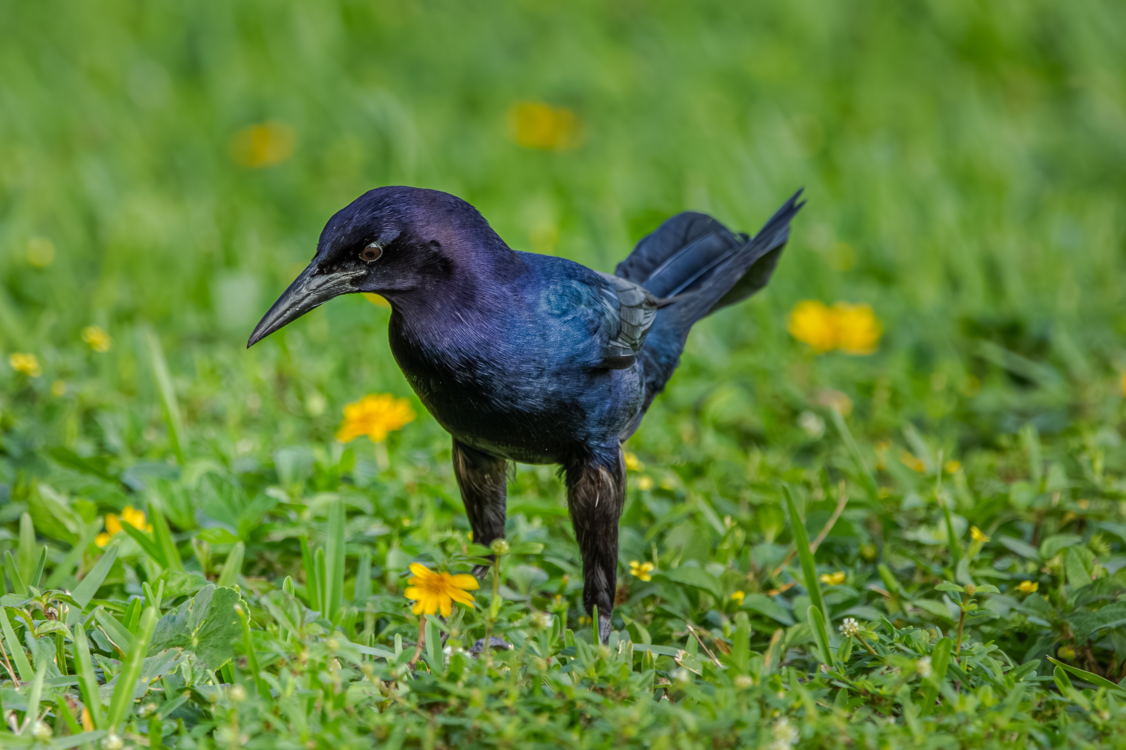 Boat-tailed Grackle: Identification, Range, Habitat, Diet, Calls & Facts